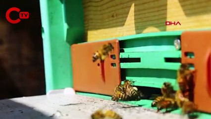 Ayının o halleri gündem olmuştu 'Kuraklıkla acı balda zehir etkisi arttı'