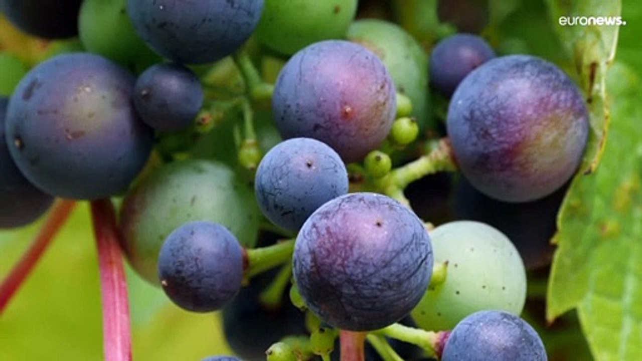 Heiße Sommer: Englands Winzer entdecken die Lust am Wein