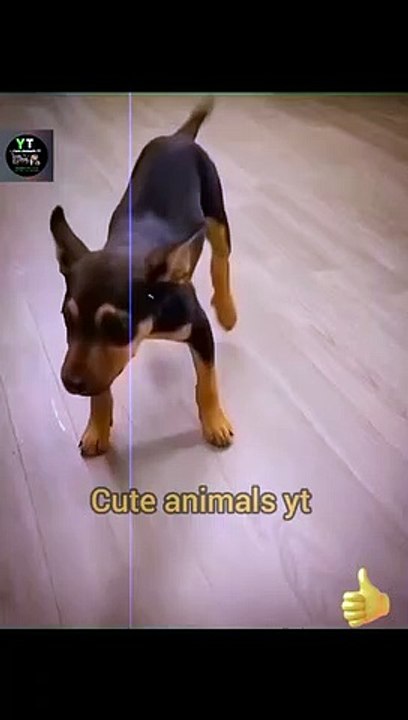 Cute_Pie_Little_Dogies_Dancing_Videos_2022____Animals_Funny_Videos_#shorts_#anim