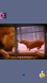Lion A Good Friendship Cute dog Animal Videos _ Cute Animals Video Clip Sharing #shorts #animals