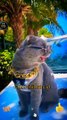 Awesome Hero Cat Animals Videos 2022 - Cute Animals Video #shorts #animals #viral #cat #shortsvideo