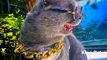 Awesome Hero Cat Animals Videos 2022 - Cute Animals Video #shorts #animals #viral #cat #shortsvideo