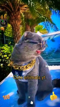 Awesome Hero Cat Animals Videos 2022 - Cute Animals Video #shorts #animals #viral #cat #shortsvideo