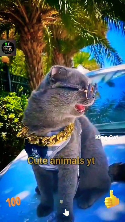 Awesome Hero Cat Animals Videos 2022 - Cute Animals Video #shorts #animals #viral #cat #shortsvideo