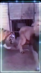 Tiger  VS Lion  Fighting Moments _Tiger VS Lion  King Fight Video