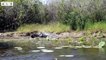 Lucky! Wildebeest Escaped Death - Animal Documentary   Wildlife Secrets