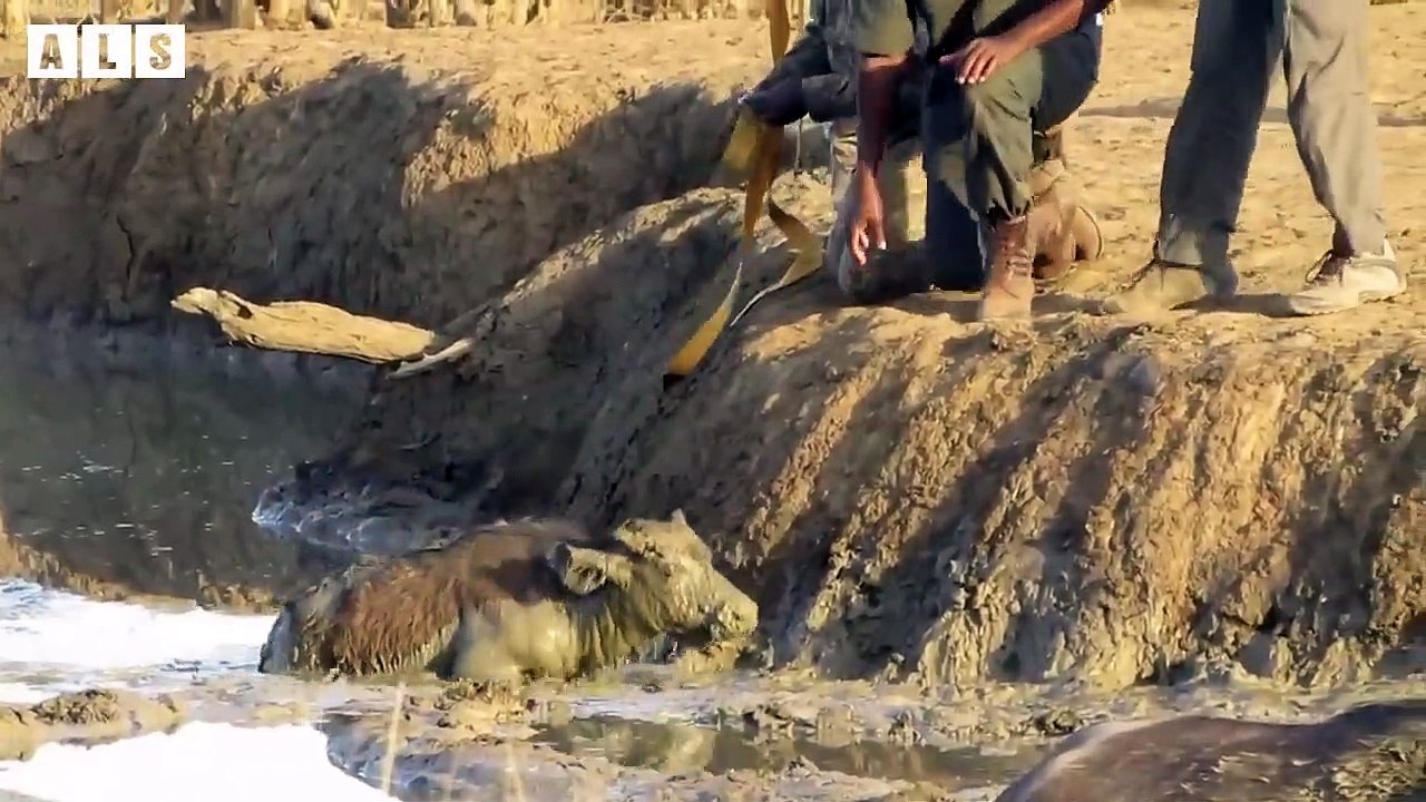 Unlucky! Wildlife Trapped and What Happen Next - Animal Documentary   Wildlife Secrets