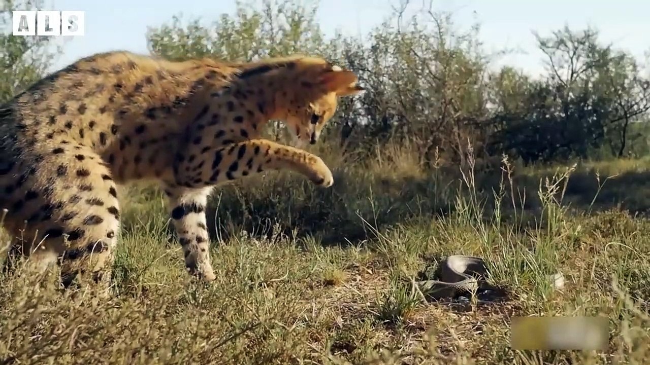 Hungry Leopard Shows No Mercy with Friend - Animal Documentary   Wildlife Secrets