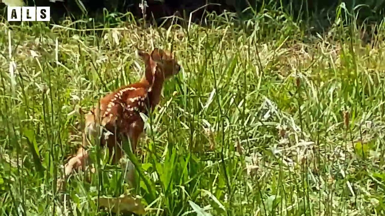 Baby Deer Calling Mother and What Happen Next Animal Documentary