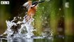 Kingfisher Attack  Fish in Water - Nature Documentary   Wildlife Secrets