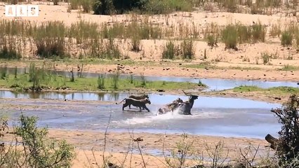 What Happen When Lion Swim to Get Meal   Wildlife Secrets