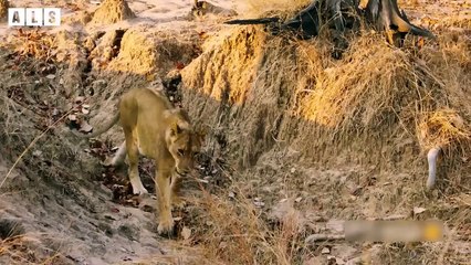 Abandoned Lion Cub - What Happen Next in Nature   Wildlife Secrets