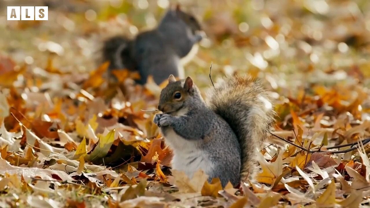 Shock! Herbivores Attack and Eat Other Animals   Wildlife Secrets