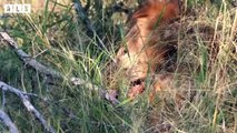 Injured Lion! The King Banished From Pride and How to Epic Comeback   Wildlife Secrets