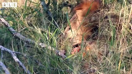 Injured Lion! The King Banished From Pride and How to Epic Comeback   Wildlife Secrets