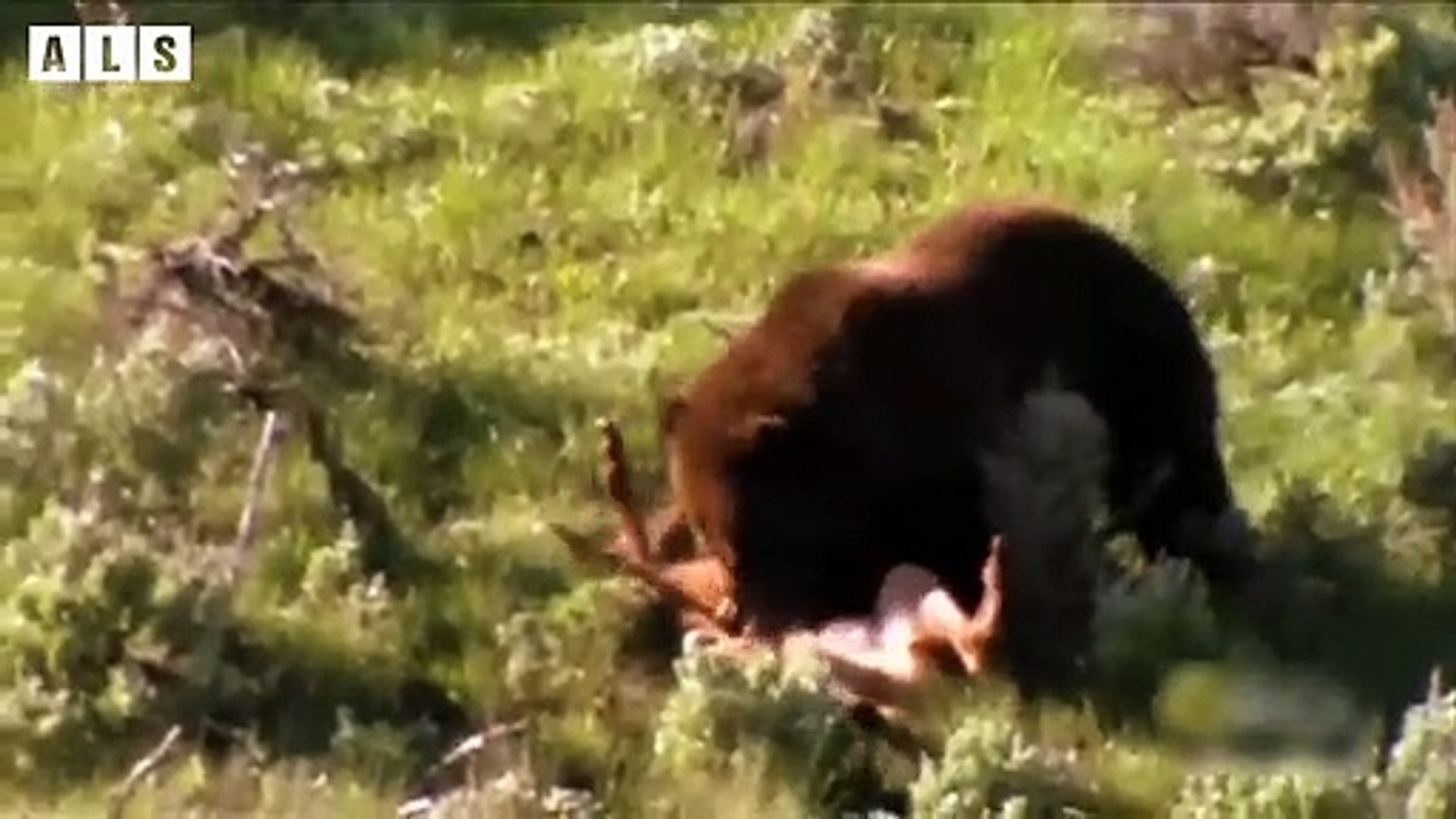 ⁣Bear Trying attack Deer and What Happen Next - Nature Documentary   Wildlife Secrets