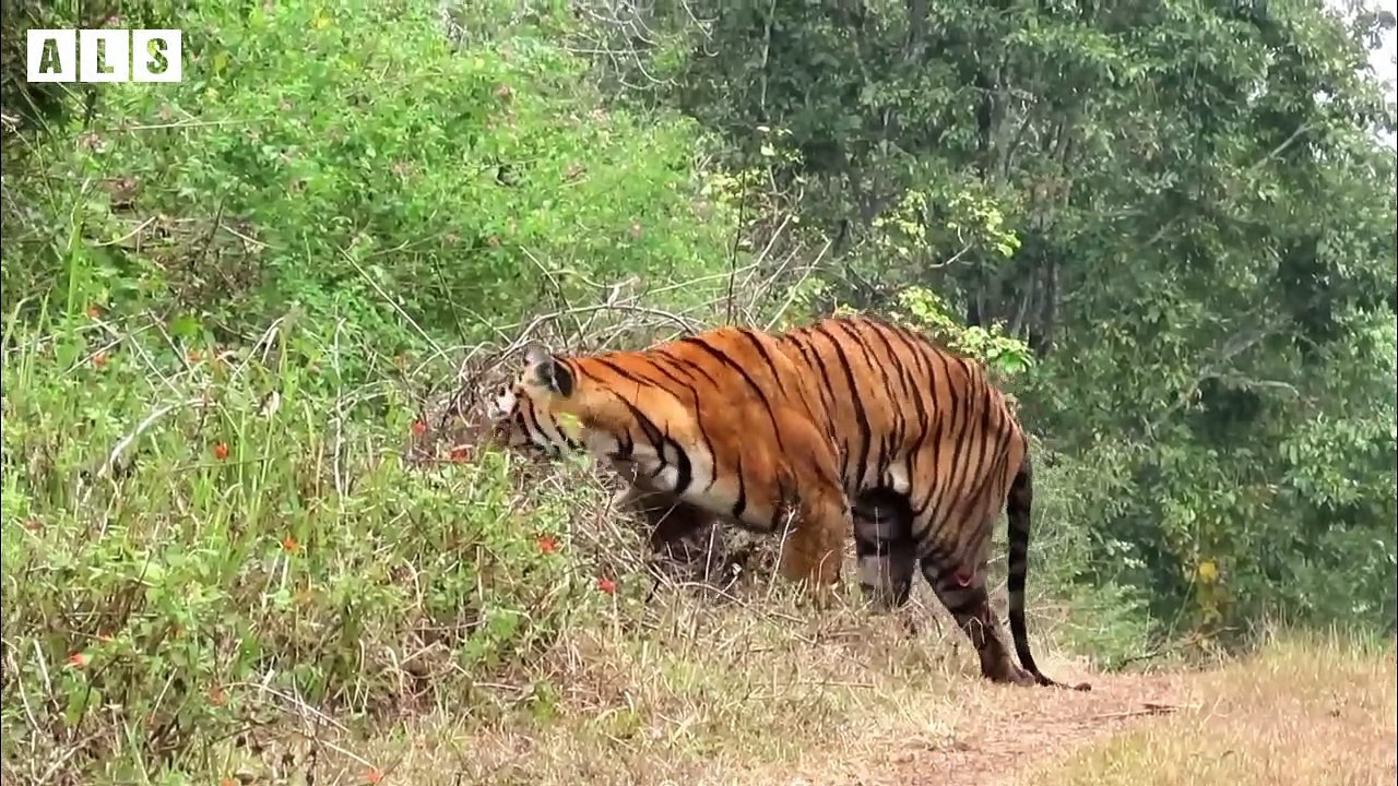 Injured Tiger and What Happen Next in Nature - Nature Documentary   Wildlife Secrets