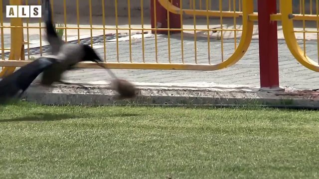 Rat Fight Crow, Who Will Win - Nature Documentary Wildlife Secrets