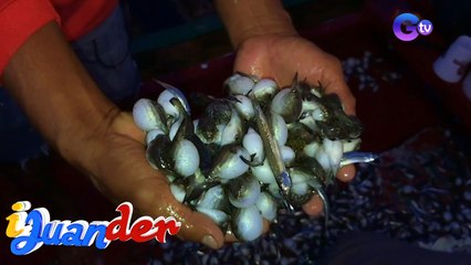 Exotic na isdang buriring, tikman! | I Juander