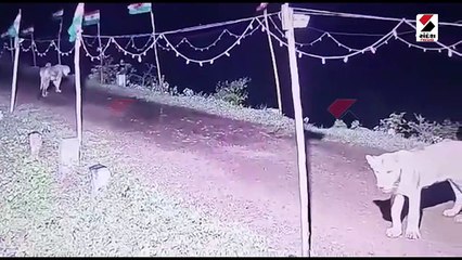 જુનાગઢમાં ડેમ પર સિંહના આંટાફેરા શરૂ