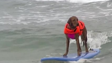 Positively 23ABC: Surf dog Ricochet gears up for last ride to raise funds for veterans
