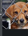 Remove fence in photoshop | Remove animal fence | Best Photoshoptricks | #Shorts