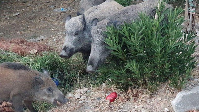 Yerleşim yerine inen yaban domuzları görüntülendi