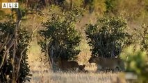 Male Lion Banished From Pride and What Happen Next Nature Documentary   Wildlife Secrets