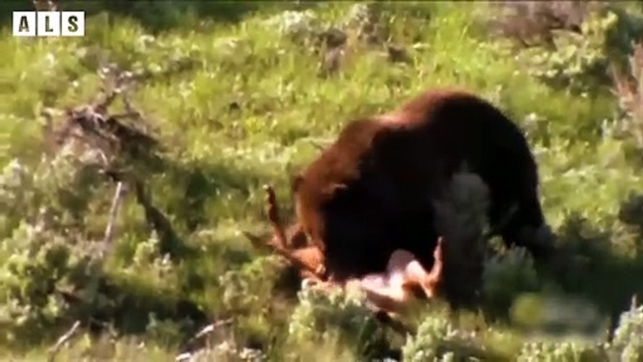 Bear Trying attack Deer and What Happen Next - Nature Documentary   Wildlife Secrets
