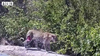 Unlucky! Leopard Pay Dearly for Mistakes While Hunting   Wildlife Secrets