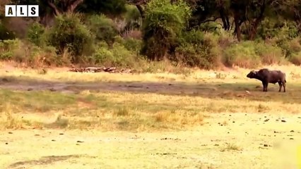 Injured Lion go Hunt and What Happen   Wildlife Secrets