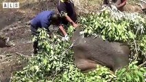 Abandoned! This is Why Baby Elephant Like to Play with Lions - Nature Documentary   Wildlife Secrets