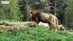 Secret of Beautiful Male Lion Roaring - Animal Documentary   Wildlife Secrets