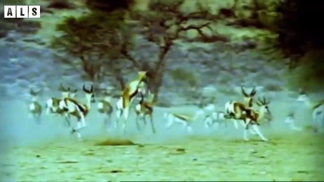 Mother Rescues Her Baby From Enemy - Animal Documentary Wildlife Secrets