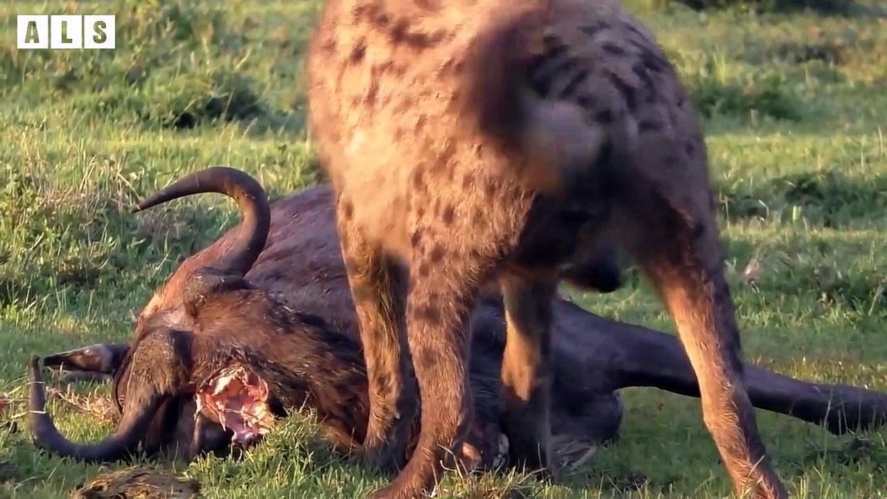 Abandoned! What Happen Next for These Unlucky Fates - Animal Documentary   Wildlife Secrets