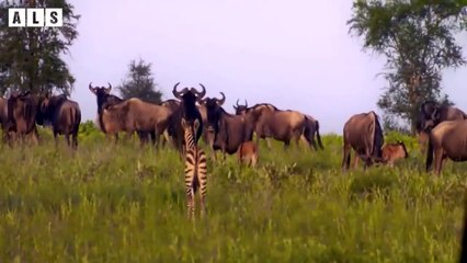 Abandoned! Wildebeest Broken Leg After Attacked - Animal Documentary   Wildlife Secrets