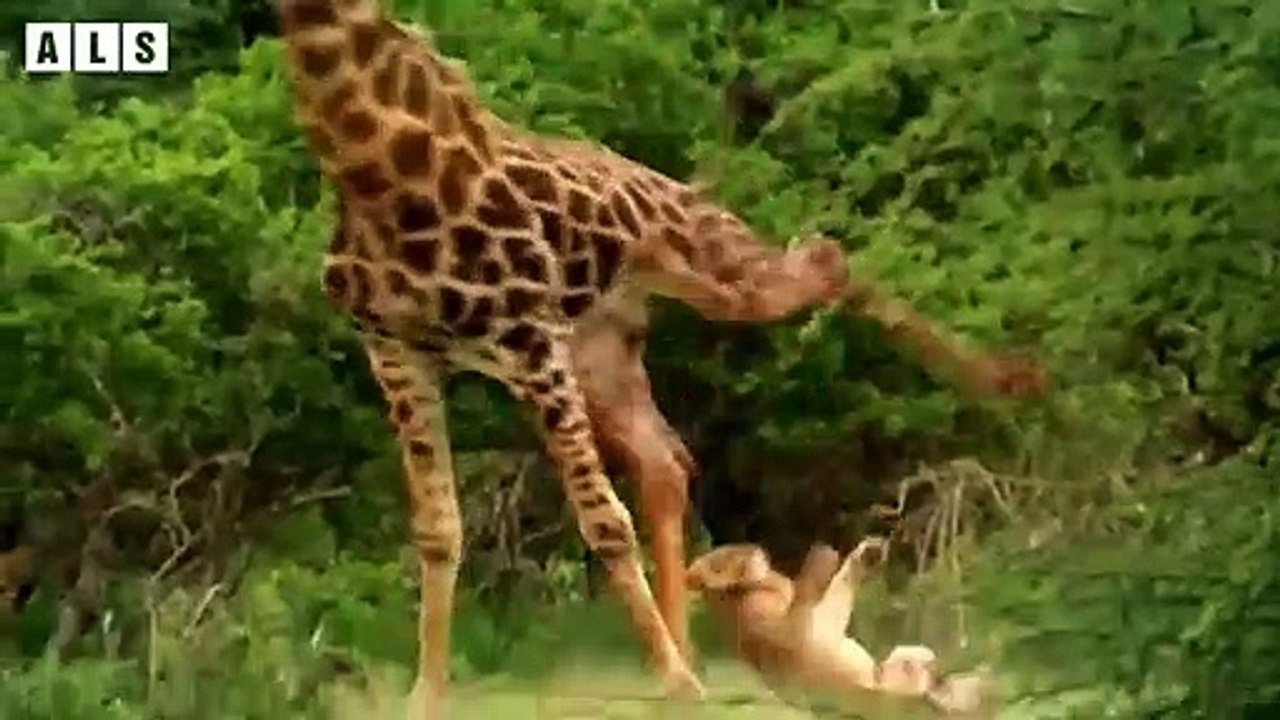 Injured but Lucky and What happens next in nature - Animal Documentary   Wildlife Secrets