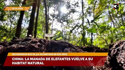 China: La manada de elefantes vuelve a su habitat natural