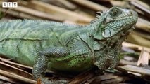 Very Very Lucky! Iguana Escaped Death Miraculously - Animal Documentary   Wildlife Secrets