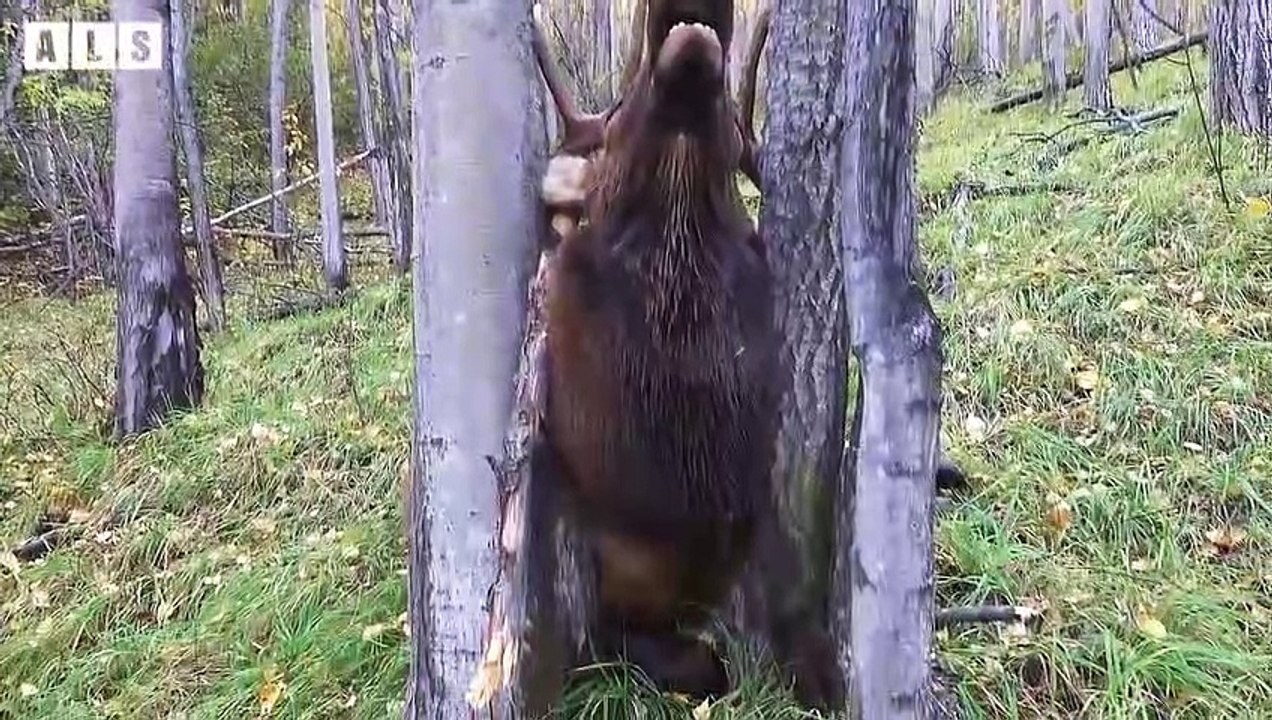 Unlucky! Deer Trapped and What Happen Next in Nature - Animal Documentary   Wildlife Secrets