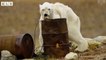 Hungry Polar Bear so Take a Risk - Animal Documentary   Wildlife Secrets