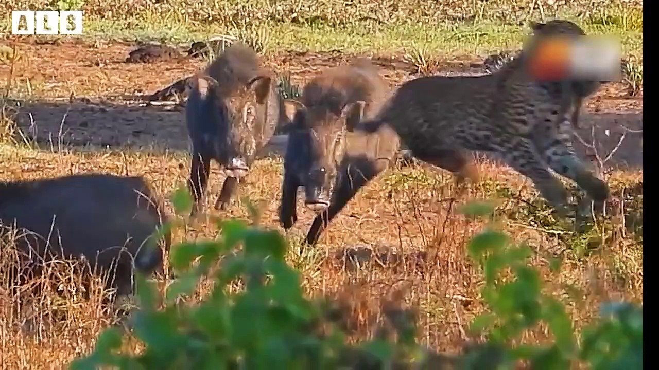 Seriously Injured but Lucky and What Happen Next in Nature - Animal Documentary   Wildlife Secrets