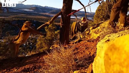 Abandoned! Deer Call Help and Lucky to Them - Animal Documentary   Wildlife Secrets