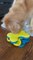 Golden Retriever Eats Dog Food From Puzzle Toy