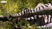 LUCKY! Zebra Escaped Death After Attacked - Animal Documentary   Wildlife Secrets