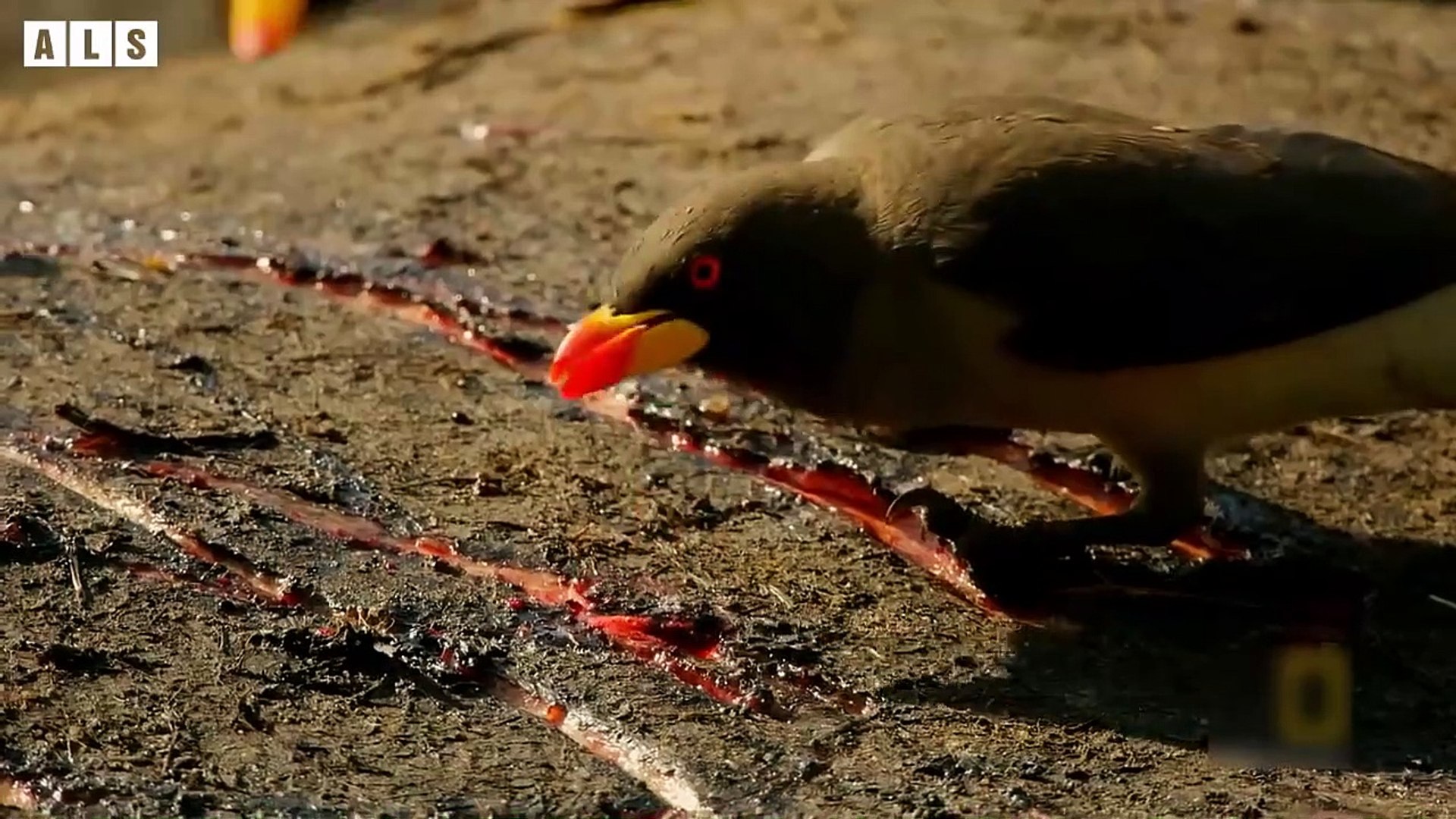 ⁣Injured Hippo and What Happen Next in Nature - Animal Documentary   Wildlife Secrets