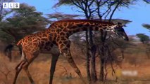 Giraffe Broken Leg! Hyenas are Interested - Animal Documentary   Wildlife Secrets