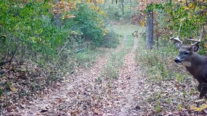 Seriously Injured Deer after Attack, Lucky Come to Them - Animal Documentary   Wildlife Secrets