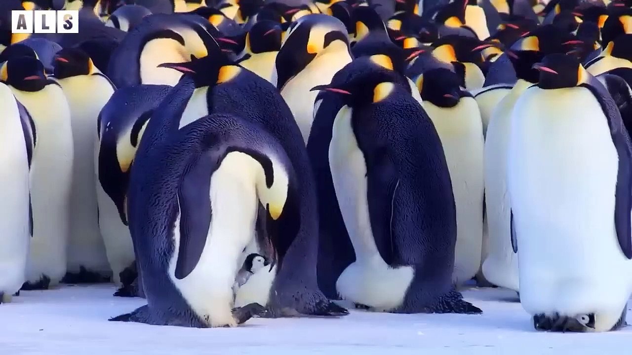 Injured Penguin and What Happen Next in Nature - Animal Documentary   Wildlife Secrets