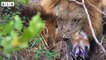 Lion & Hyena - Animal Documentary   Wildlife Secrets
